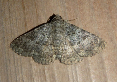 8679-8680 - Matigramma Owlet Moth species