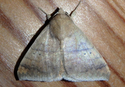 8723 - Mimophisma delunaris; Owlet Moth species