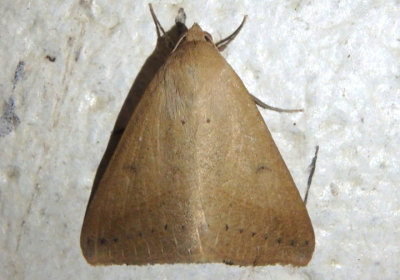 8746 - Mocis disseverans; Yellow Mocis Moth