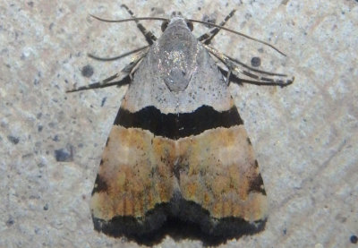 9017 - Cobubatha orthozona; Owlet Moth species