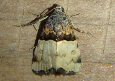 9018 - Cobubatha dividua; Owlet Moth species