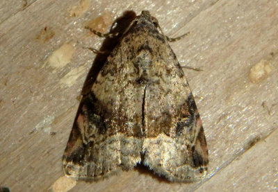 9030 - Ozarba aeria; Owlet Moth species