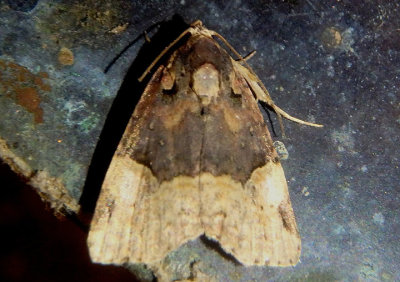 9032 - Ozarba catilina; Owlet Moth species