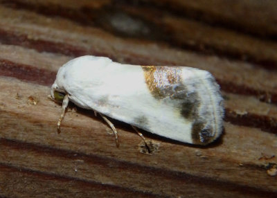 9161 - Acontia cretata; Chalky Bird Dropping Moth