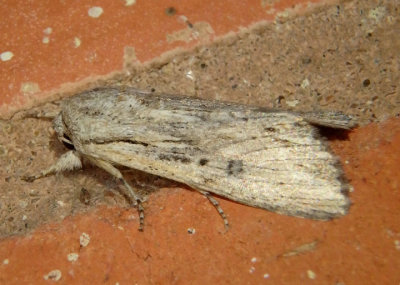 9672 - Spodoptera eridania; Southern Armyworm Moth