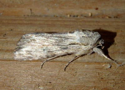 9672 - Spodoptera eridania; Southern Armyworm Moth