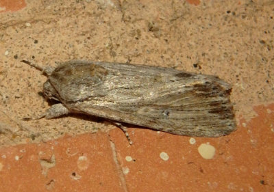 9673 - Spodoptera albula; Gray-streaked Armywom Moth