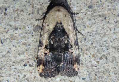 9677 - Elaphria agrotina; Midget species