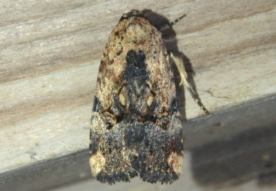 9677 - Elaphria agrotina; Midget species