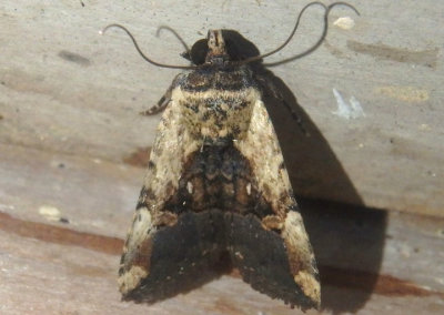 9677 - Elaphria agrotina; Midget species