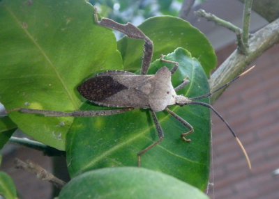 Acanthocephala alata; Leaf-footed Bug species 
