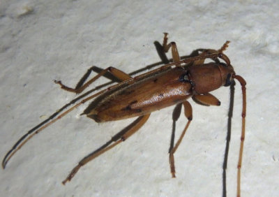 Achryson surinamum; Long-horned Beetle species