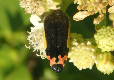 Acmaeodera flavomarginata; Metallic Wood-boring Beetle species