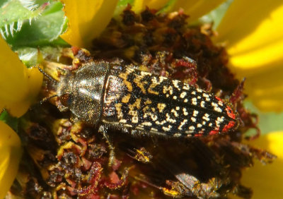 Acmaeodera haemorrhoa; Metallic Wood-boring Beetle species
