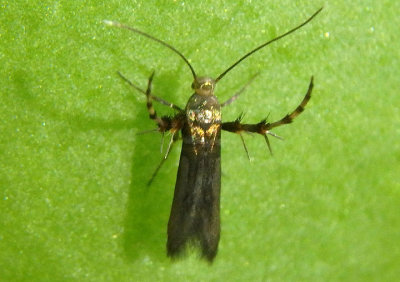 2497-2506 - Aetole Sun Moth species