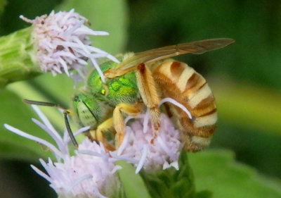 Agapostemon melliventris; Honey-tailed Striped-Sweat Bee; female