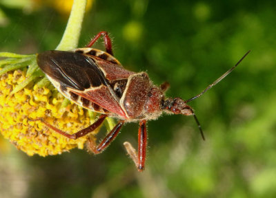 Apiomerus spissipes; Assassin Bug species