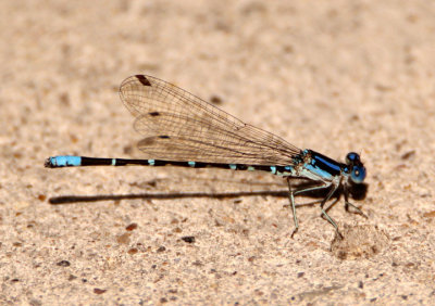 Argia sedula; Blue-ringed Dancer; male