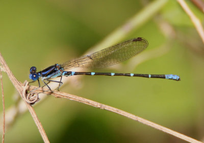 Argia sedula; Blue-ringed Dancer; male 