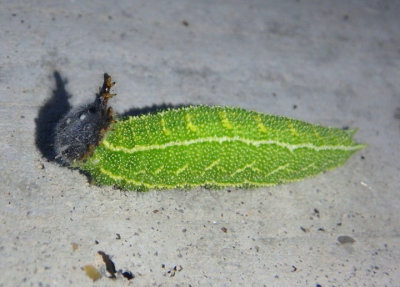 Asterocampa clyton louisa; Louisa Tawny Emperor caterpillar