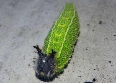 Asterocampa clyton louisa; Louisa Tawny Emperor caterpillar