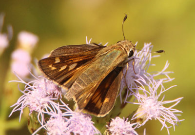 Atalopedes campestris; Sachem; female