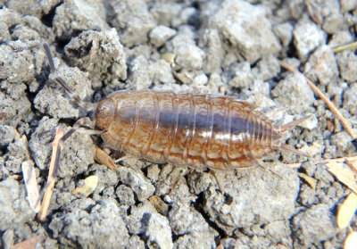 Porcellionides virgatus; Woodlouse species