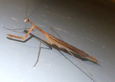 Bactromantis mexicana; Mantis species; male