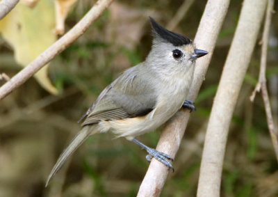 Black-crested Titmouse