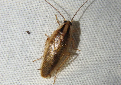Blattella asahina; Asian Cockroach; exotic