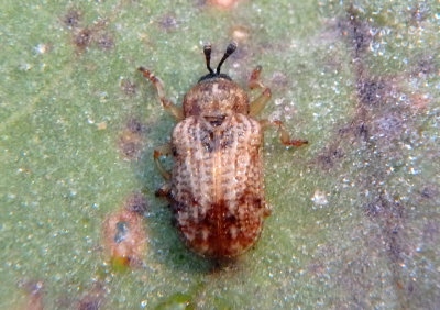 Brachycoryna pumila; Leaf Beetle species