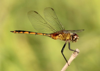 Brachymesia herbida; Tawny Pennant