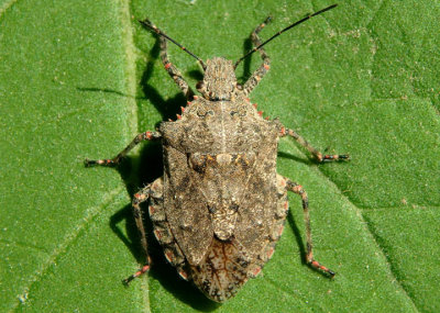 Brochymena Rough Stink Bug species