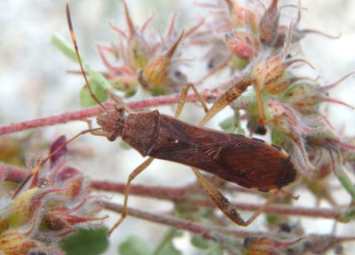Burtinus notatipennis; Broad-headed Bug species