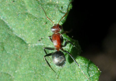 Camponotus planatus; Compact Carpenter Ant