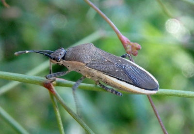 Catorhintha texana; Leaf-footed Bug species