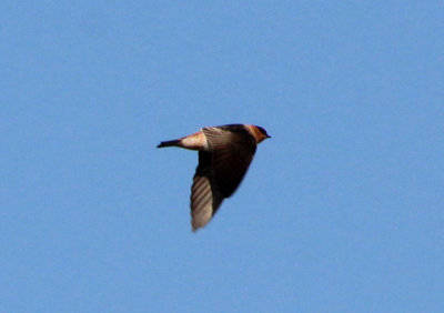Cave Swallow 