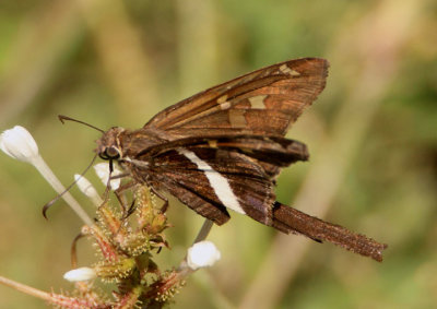 Chioides albofasciatus; White-striped Longtail