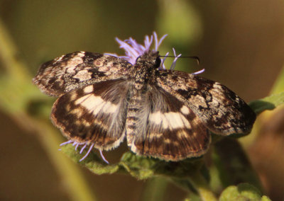 Chiomara georgina; White-patched Skipper 