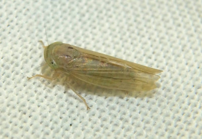 Chlorotettix scutellatus; Leafhopper species