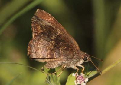 Cogia calchas; Mimosa Skipper 