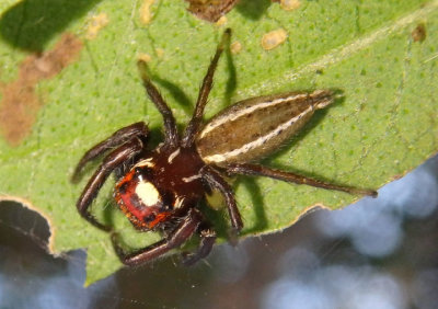 Colonus sylvanus; Jumping Spider species; male