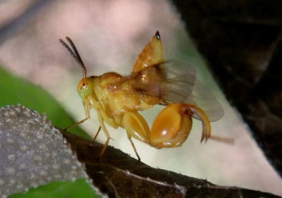 Conera Chalcid Wasp species 