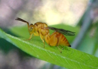 Conera Chalcid Wasp species