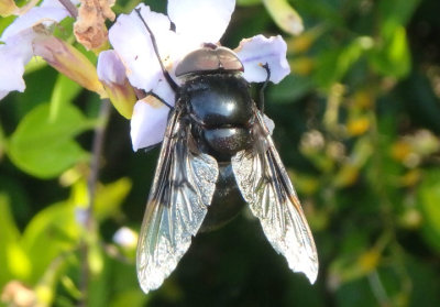 Copestylum mexicanum; Mexican Cactus Fly; male