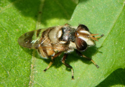 Copestylum tamaulipanum; Syrphid Fly species; female