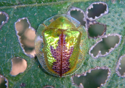 Coptocycla texana; Anacua Tortoise Beetle