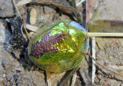 Coptocycla texana; Anacua Tortoise Beetle 