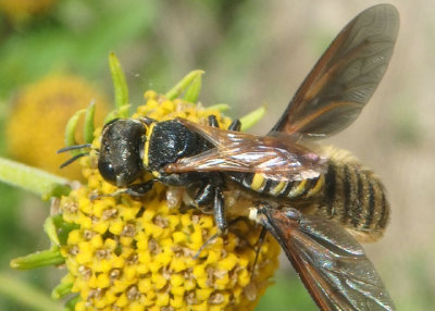 Crabronina Square-headed Wasp species