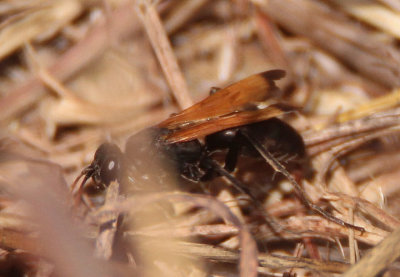 Cryptocheilus Spider Wasp species